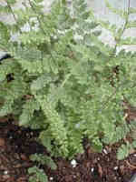 Cheilanthes tomentosa