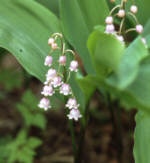 Convallaria majalis var.rosea 