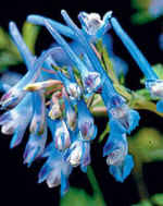 Corydalis