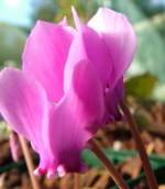 Cyclamen