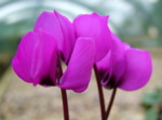 Cyclamen coum  'Pink'