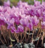 Cyclamen