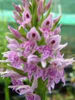 Dactylorhiza fuchsii
