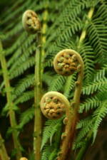 Dicksonia antarctica AGM 