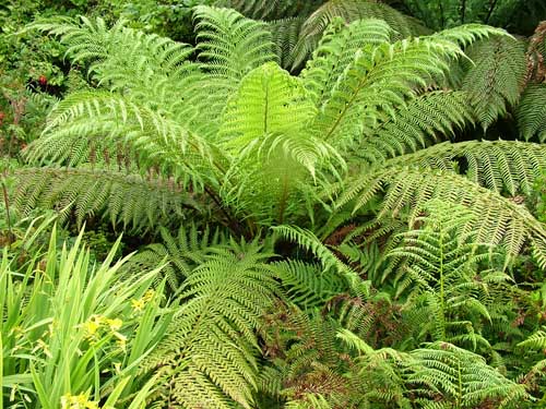 Dicksonia antarctica AGM 