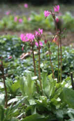 Dodecatheon