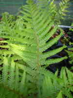 Dryopteris filix-mas 'Cristata Martindale'