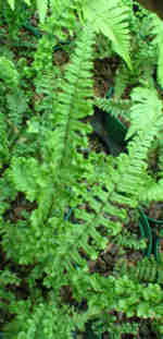 Dryopteris affinis 'Angustata Crispa'