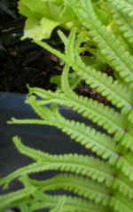 Dryopteris affinis 'Polydactyla Dadds'