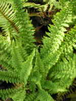 Dryopteris affinis 'Pinderi'