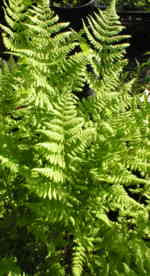 Dryopteris carthusiana 