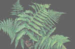 Dryopteris championii 