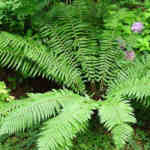 Dryopteris crassirhizoma  AGM