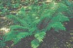 Dryopteris