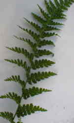 Dryopteris filix-mas 'Barnesii'