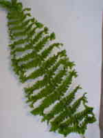 Dryopteris filix-mas 'Crispa Cristata' AGM