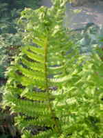 Dryopteris filix-mas 'Cristata' AGM 