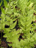 Dryopteris goldieana 