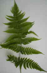 Dryopteris stewartii 