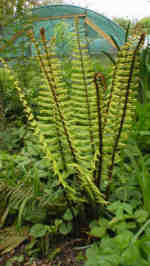 Dryopteris wallichiana AGM 