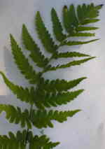 Dryopteris clintoniana 