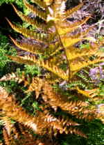 Dryopteris erythrosora var prolifica AGM 