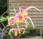 Epimedium x omiense 'Akame'