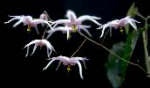 Epimedium brachyrrhizum