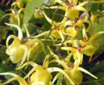 Epimedium davidii 