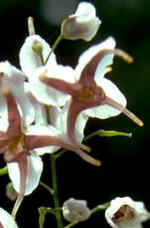 Epimedium