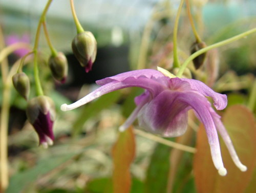 Epimedium grandiflorum 'Koji'