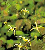 Epimedium rhizomatosum 