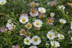 Erigeron