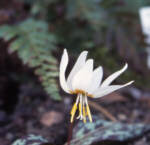Erythronium dens-canis 'Snowflake' 