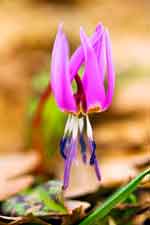 Erythronium dens-canis 'Old Aberdeen' 