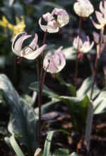 Erythronium