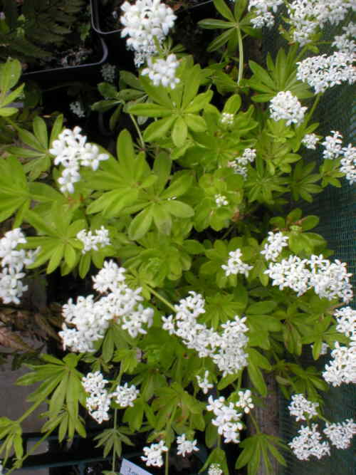 3 x 9cm pots Perennial fragrant flowering ground cover plant Sweet Woodruff 