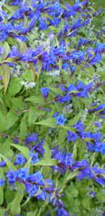 Gentiana