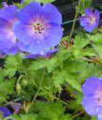 Geranium