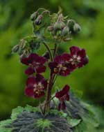 Geranium phaeum 'Samobor'