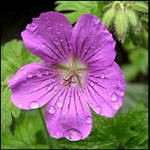 Geranium