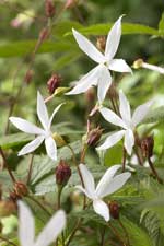 Gillenia trifoliata AGM