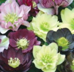 Helleborus