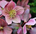 Helleborus x ericsmithii