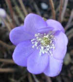 Hepatica