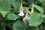 Impatiens quingchengshanica 'Emei Dawn'