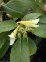 Impatiens omieana  'Ice Storm'