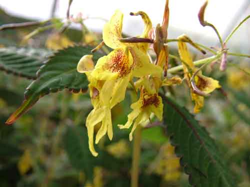 Impatiens stenathera