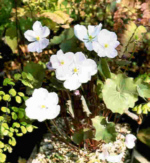 Jeffersonia