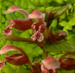 Lamium